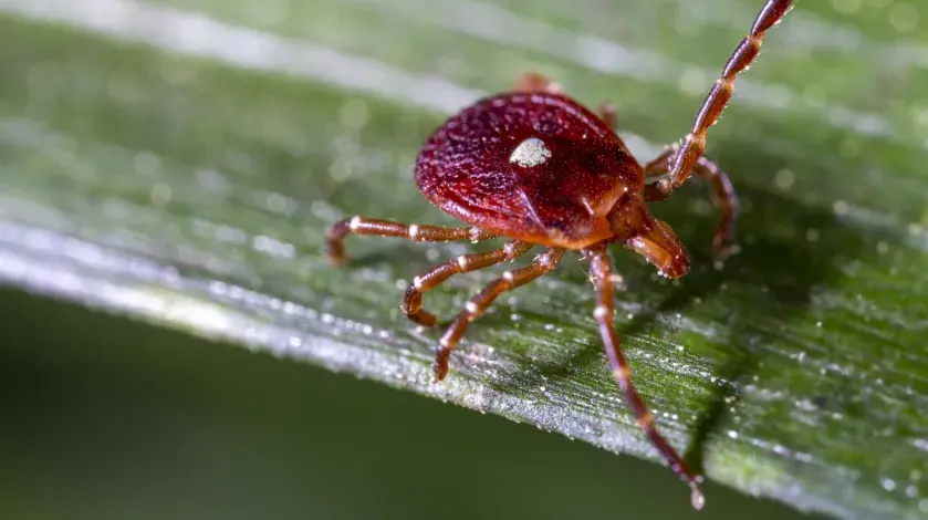 A female lone star tick crawling on a leaf